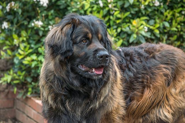 لئونبرگر (Leonberger)
